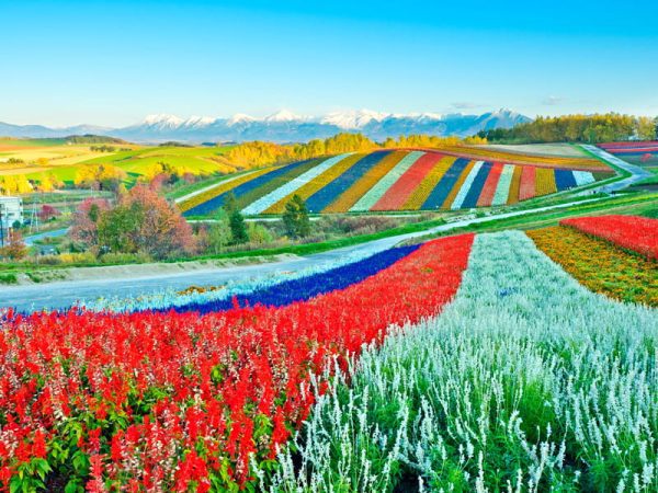 Cánh đồng Biei | Biei Patchwork Road