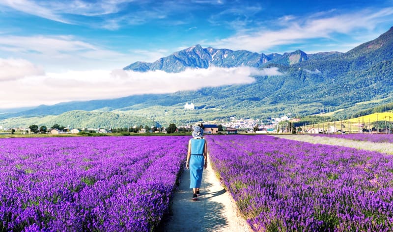 Furano Lavender Festival - Cánh đồng hoa Lavender Hokkaido