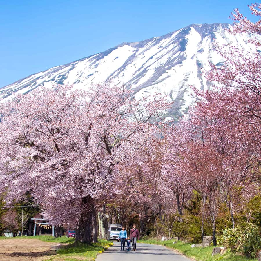 Mùa xuân ở Niseko Village