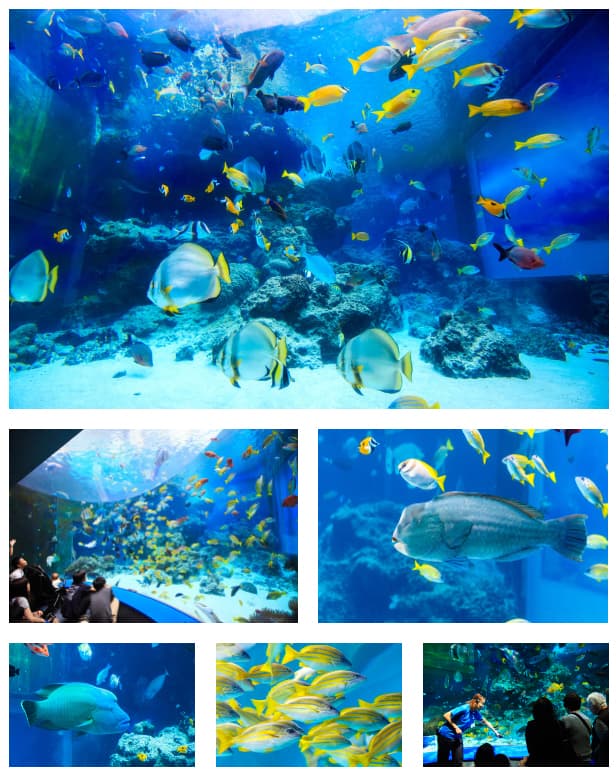 Okinawa Churaumi Aquarium | Thủy cung Okinawa Churaumi Aquarium