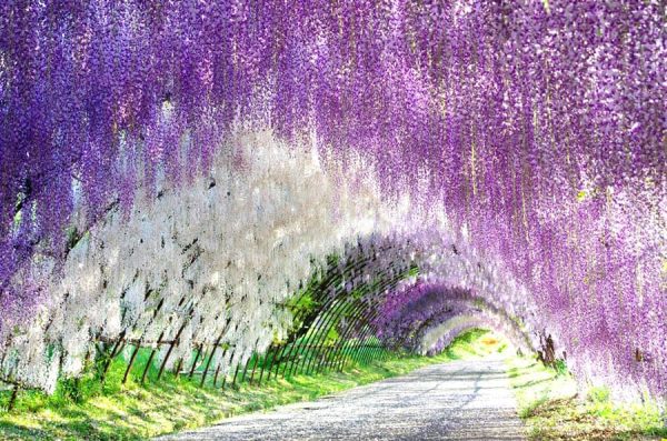 Công viên hoa Ashikaga Flower Park