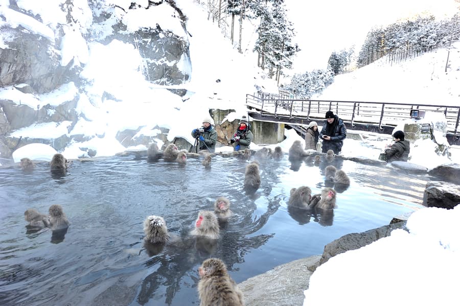 Công viên Jigokudani Yaen-koen ở Nagano