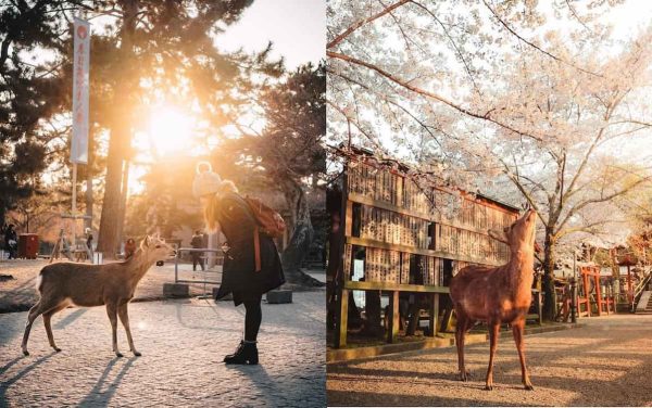 Công viên Nara (Nara Park) - Kansai Nhật Bản