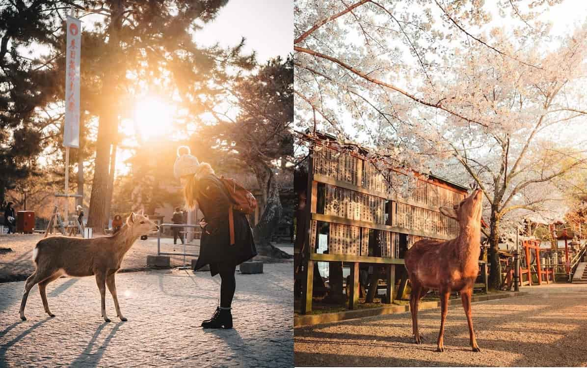 Công viên Nara (Nara Park) - Tour du lịch Nara Nhật Bản