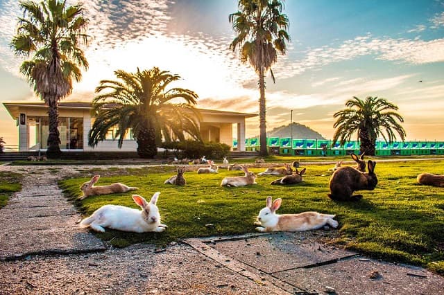 Đảo Okunoshima (đảo thỏ)