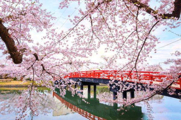 Lễ hội hoa anh đào Hanami