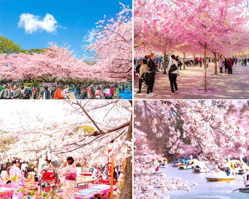 Lễ hội Hanami - Lễ hội hoa anh đào ở Kanto