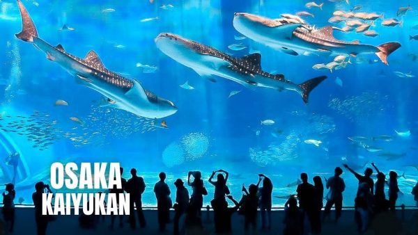 Hành trình du lịch Nhật Bản tự túc 14 ngày Thủy cung Osaka Aquarium Kaiyukan | Kansai Nhật Bản