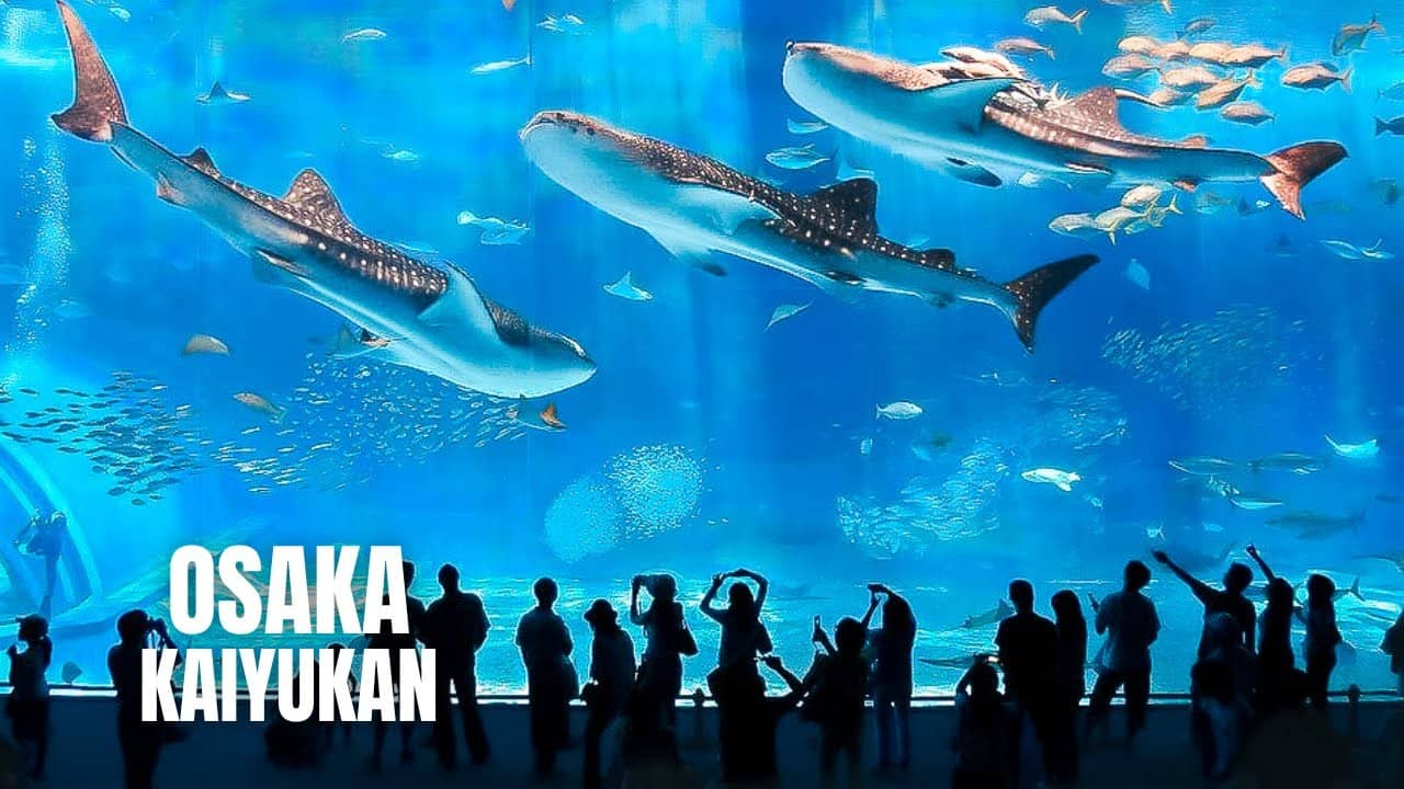 Thủy cung Osaka Aquarium Kaiyukan | Kansai Nhật Bản