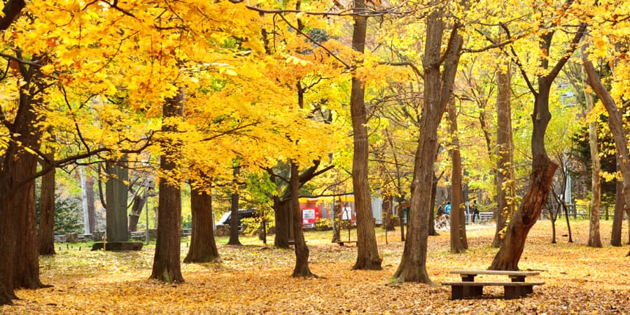 Công viên Maruyama (Maruyama Park) ở Sapporo Nhật Bản