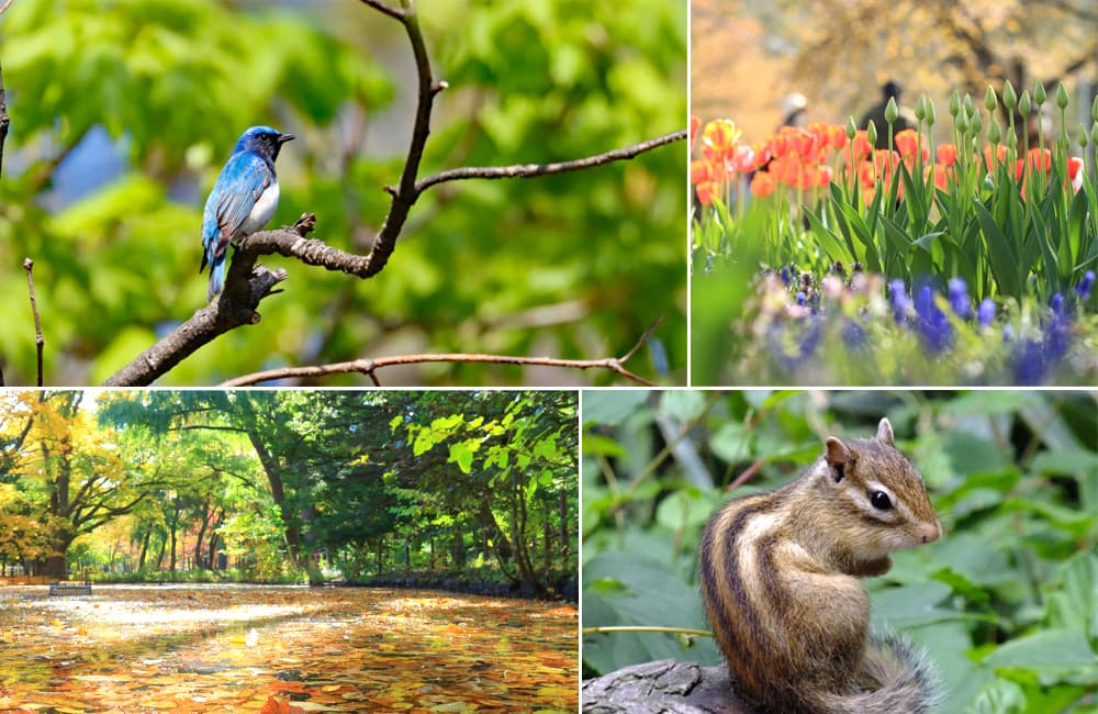 Maruyama Park (Sapporo) - Công viên Maruyama ở Sapporo Nhật Bản