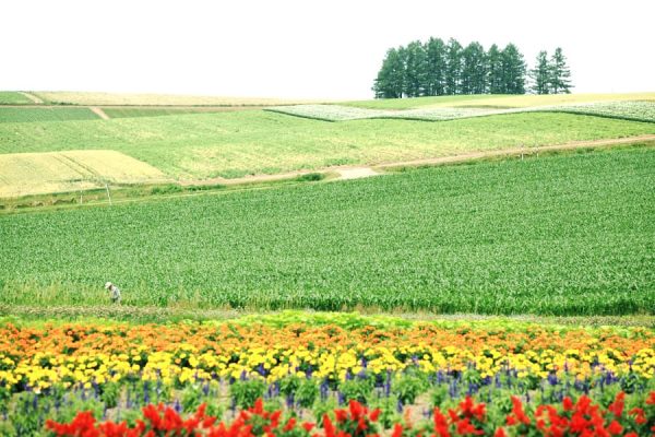 Cánh đồng Patchwork Biei