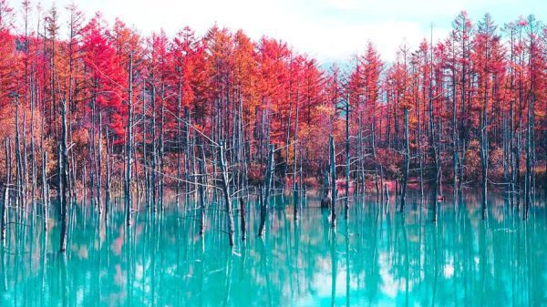 Shirogane Blue Pond (Hồ Biei) | Cảnh đẹp Nhật Bản mùa thu