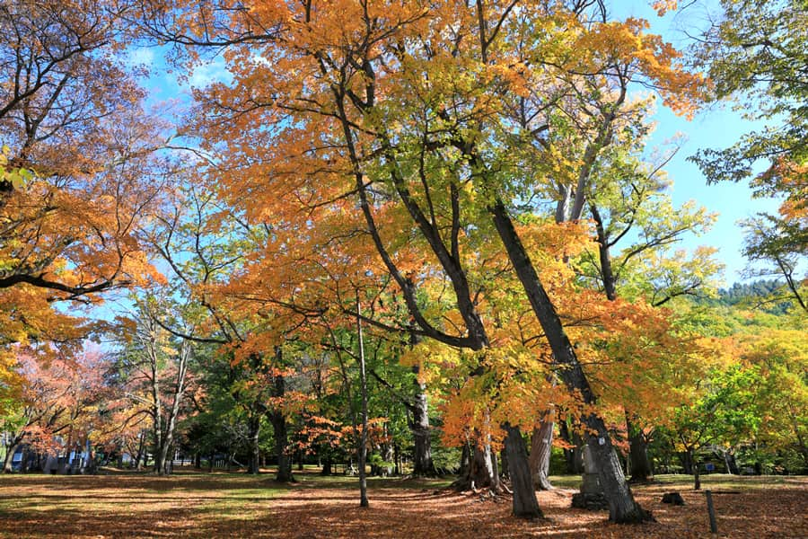 Torinuma Park (Công viên Torinuma)