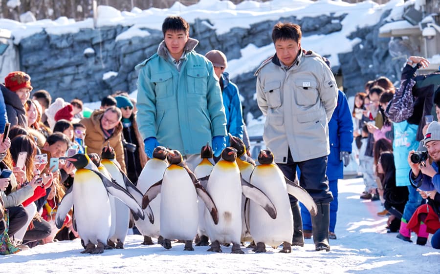 Asahiyama Zoo: Khu bảo tồn động vật xứ lạnh ở Hokkaido