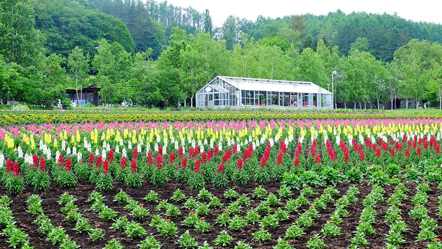 Nhà kính trang trại Tomita