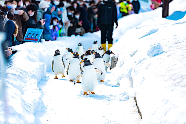 Otaru Aquarium: Khám phá thủy cung Otaru (Hokkaido)