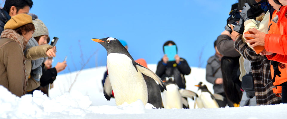 Otaru Aquarium: Khám phá thủy cung Otaru (Hokkaido)