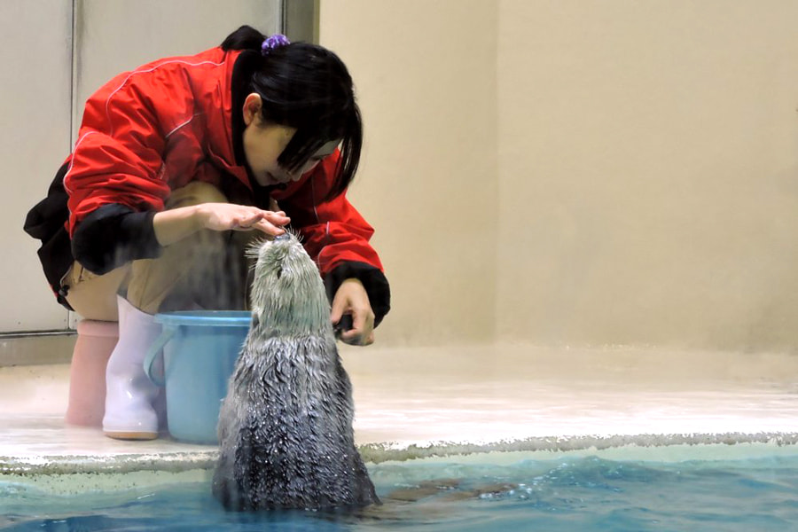 Otaru Aquarium: Khám phá thủy cung Otaru (Hokkaido)