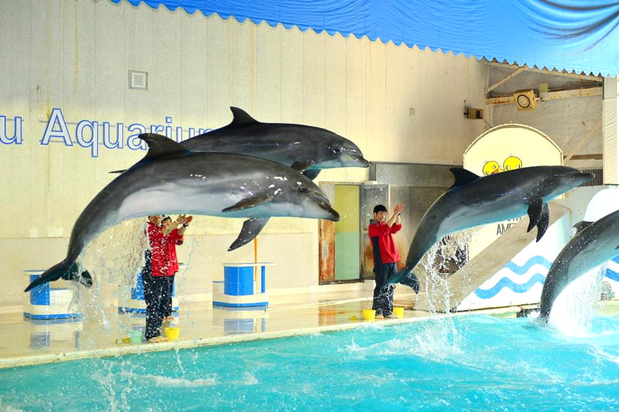 Otaru Aquarium: Khám phá thủy cung Otaru (Hokkaido)