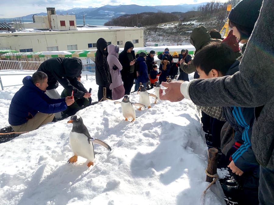 Otaru Aquarium: Khám phá thủy cung Otaru (Hokkaido)