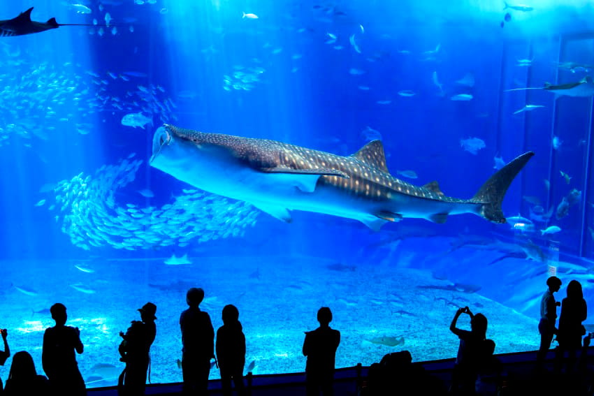 Otaru Aquarium: Khám phá thủy cung Otaru (Hokkaido)