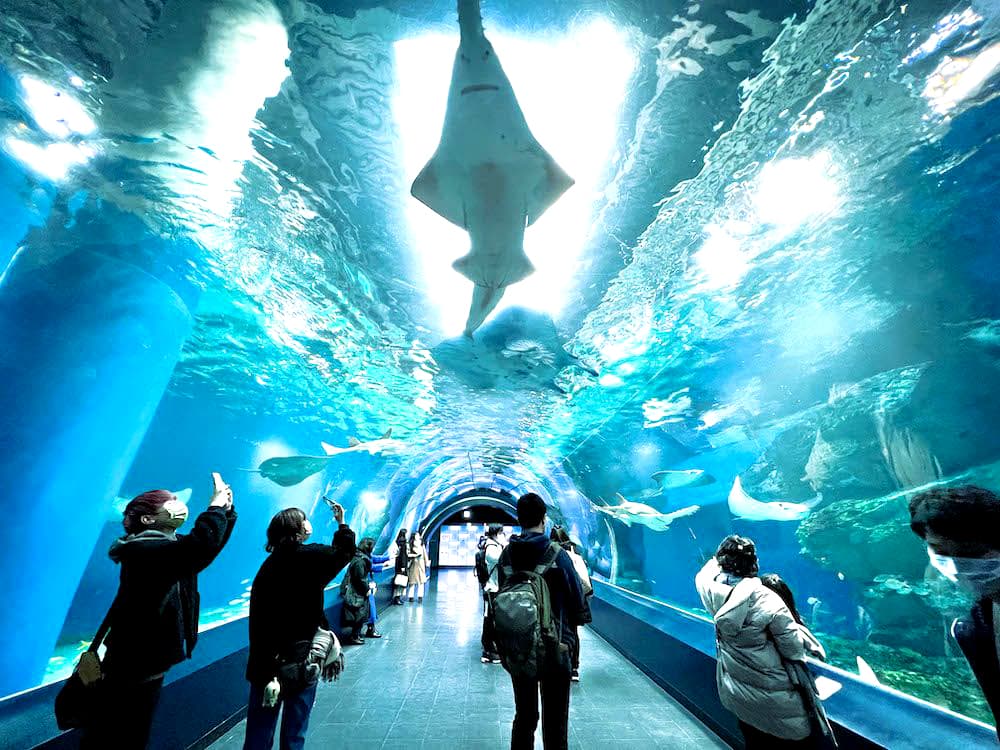 Otaru Aquarium: Khám phá thủy cung Otaru (Hokkaido)