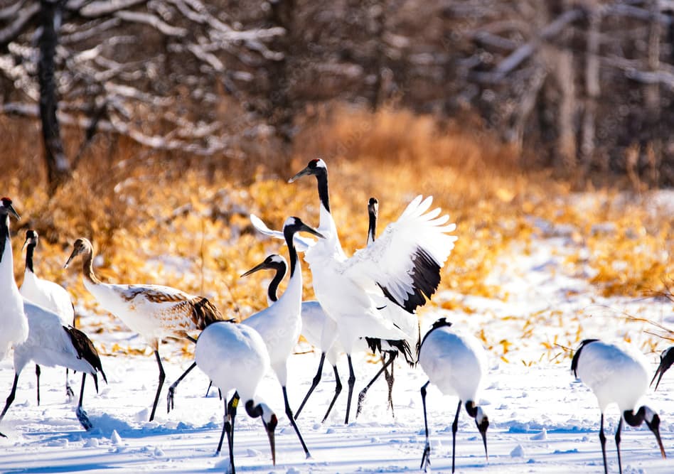 Akan International Crane Center: "Ngôi nhà" của sếu đầu đỏ