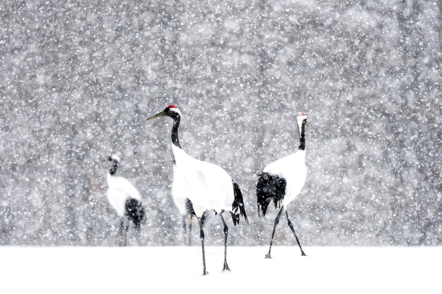 Akan International Crane Center: "Ngôi nhà" của sếu đầu đỏ