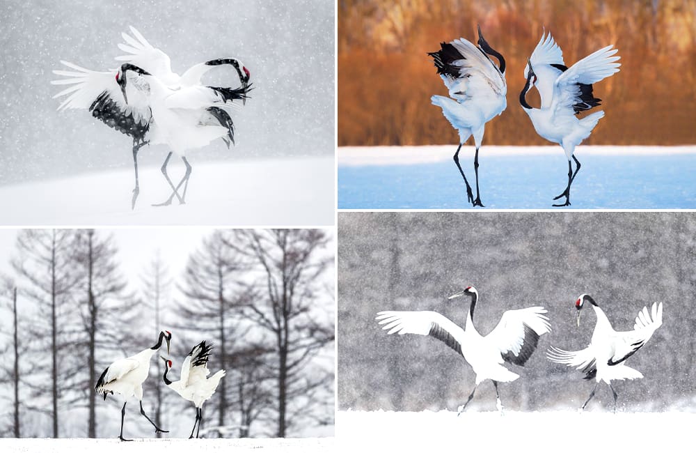 Akan International Crane Center: "Ngôi nhà" của sếu đầu đỏ