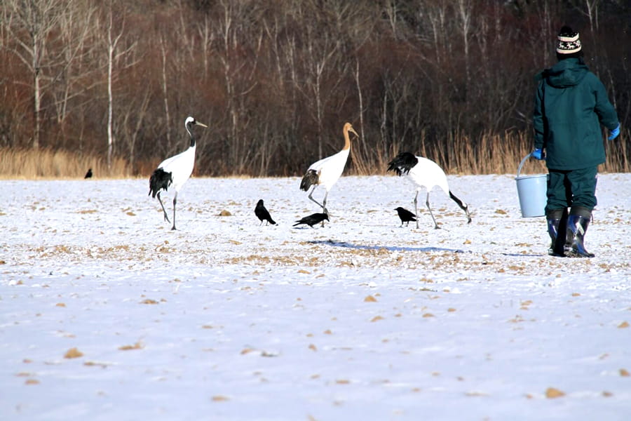 Akan International Crane Center: "Ngôi nhà" của sếu đầu đỏ