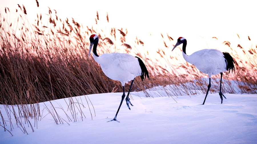 Akan International Crane Center: "Ngôi nhà" của sếu đầu đỏ