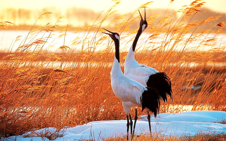 Akan International Crane Center: "Ngôi nhà" của sếu đầu đỏ