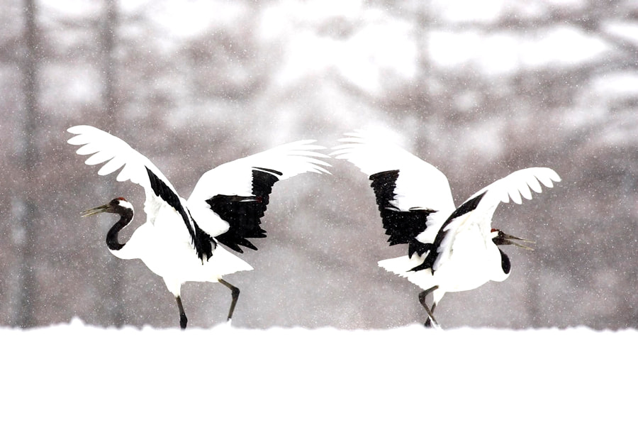 Akan International Crane Center: "Ngôi nhà" của sếu đầu đỏ