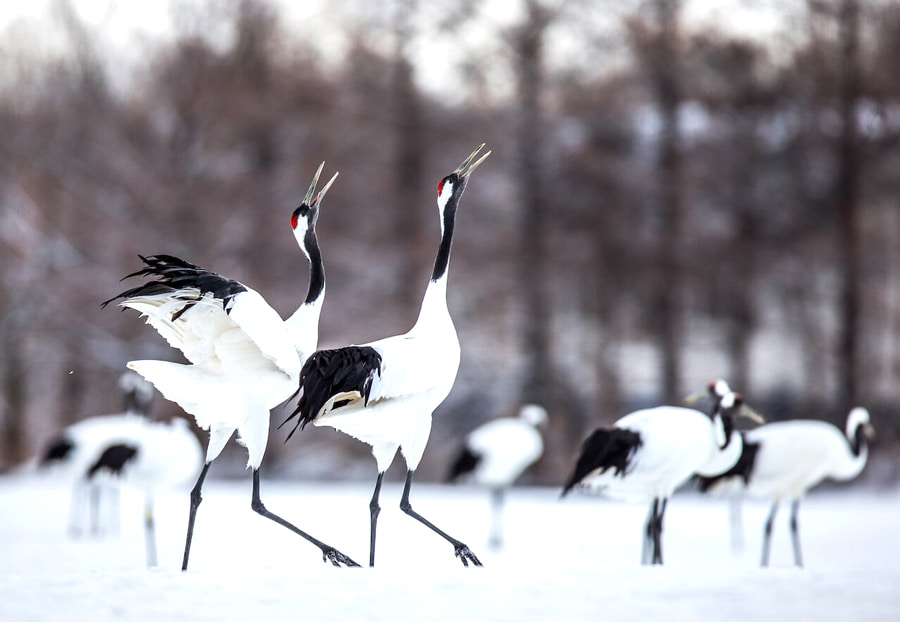 Akan International Crane Center: "Ngôi nhà" của sếu đầu đỏ
