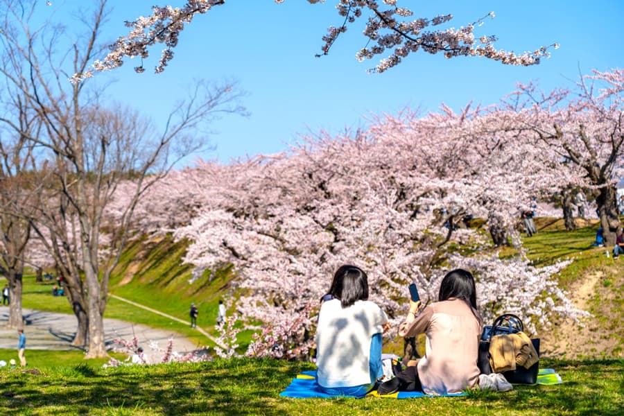 Top 31 điểm du lịch Hokkaido mùa xuân "ngập tràn" sắc hoa