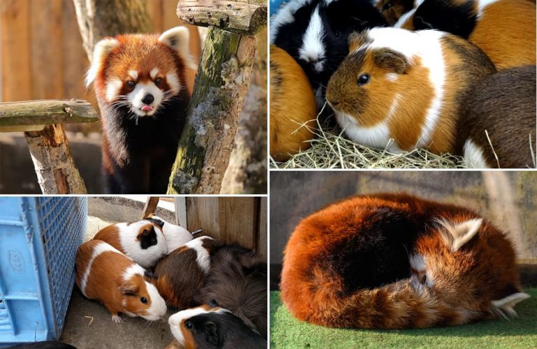 Kushiro Zoo Kh m Ph V n Th L n Nh t Hokkaido kushiro-zoo-kh-m-ph-v-n-th-l-n-nh-t-hokkaido