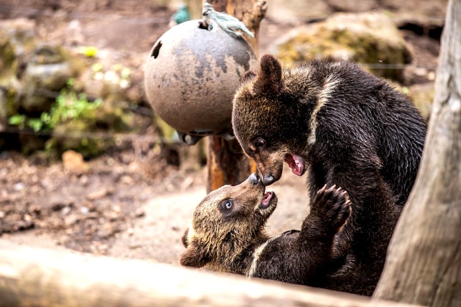 Noboribetsu Bear Park: Bảo tàng gấu nâu duy nhất ở Hokkaido