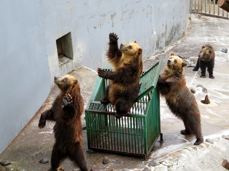 Noboribetsu Bear Park: Bảo tàng gấu nâu duy nhất ở Hokkaido