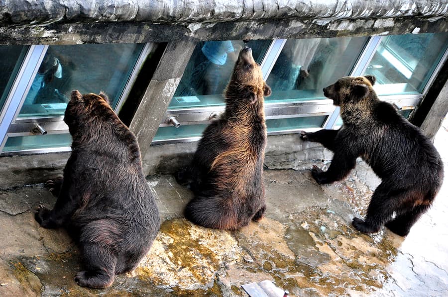 Noboribetsu Bear Park: Bảo tàng gấu nâu duy nhất ở Hokkaido