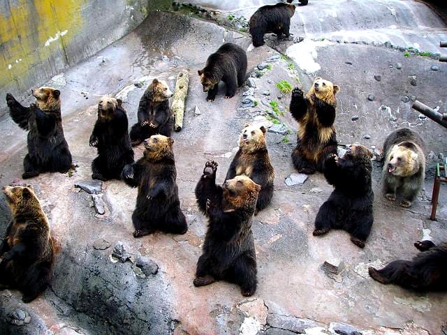 Noboribetsu Bear Park: Bảo tàng gấu nâu duy nhất ở Hokkaido