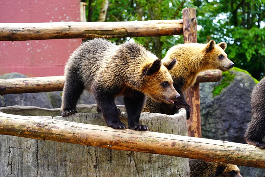 Noboribetsu Bear Park: Bảo tàng gấu nâu duy nhất ở Hokkaido