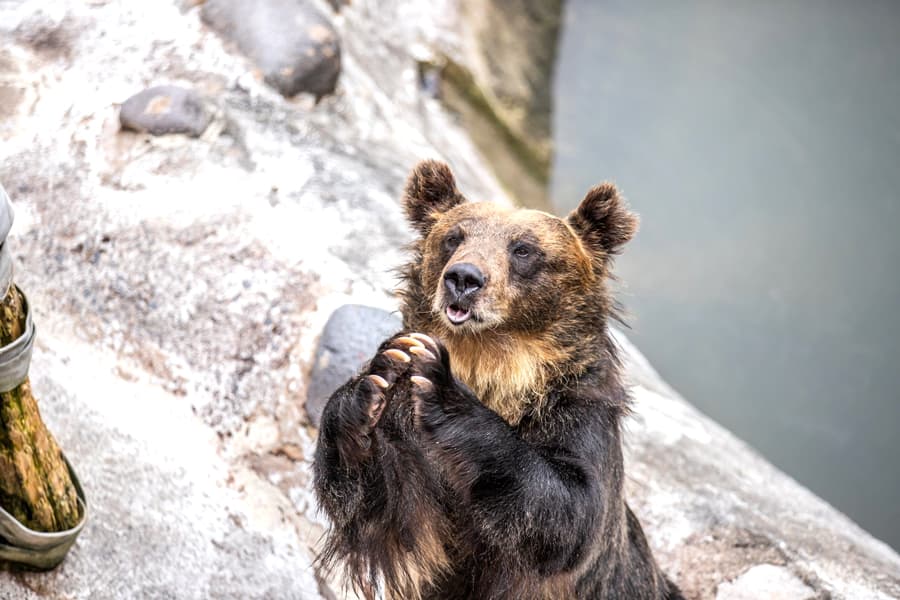 Noboribetsu Bear Park: Bảo tàng gấu nâu duy nhất ở Hokkaido