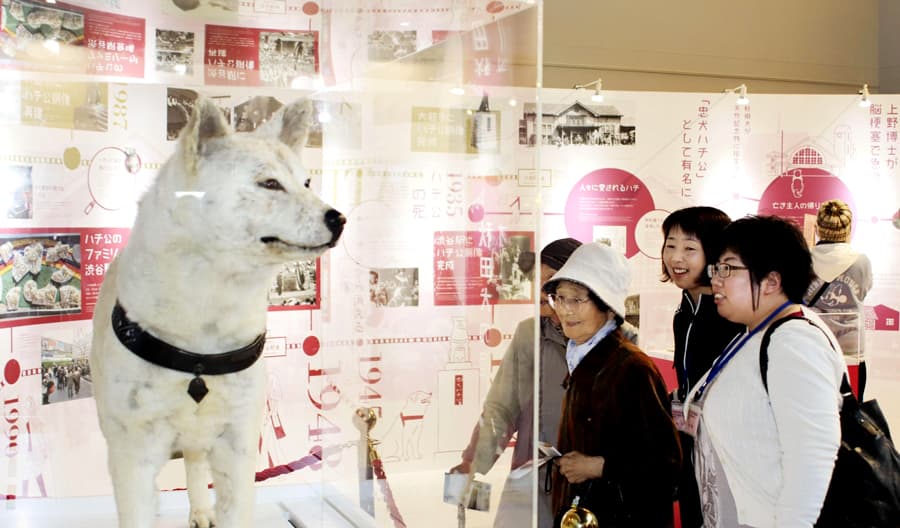 Akita Dog Museum