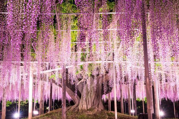 Ashikaga Flower Park
