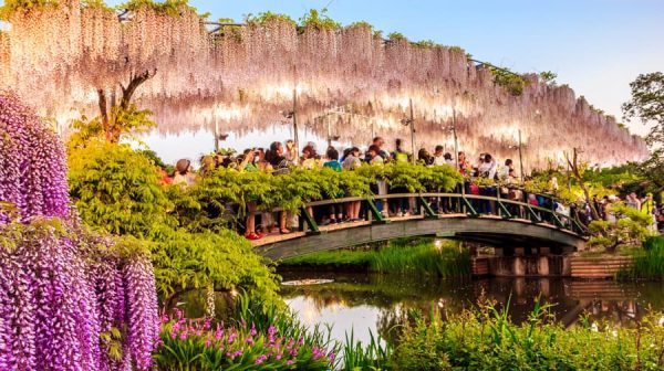 Ashikaga Flower Park