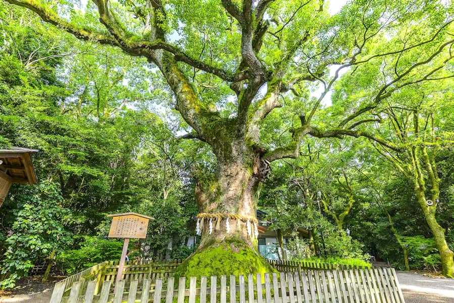 Atsuta Jingu Temple | Thành phố Nagoya Nhật Bản