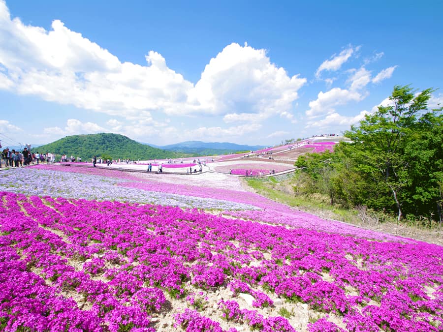 Chausuyama Shibazakura Festival