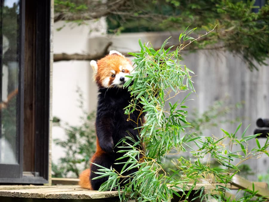 Chiba City Zoo