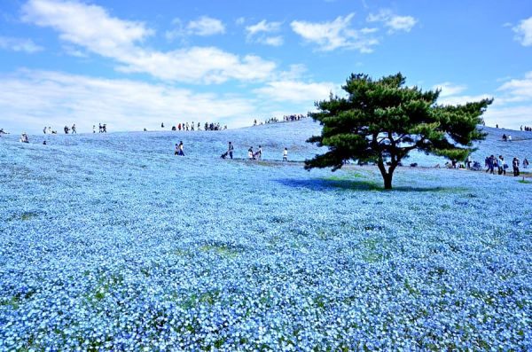 Hitachi Seaside Park (Hitachi Kaihin)
